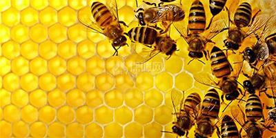生活小常識：蜂膠的用途及營養價值 蜂膠怎麼吃對皮膚好