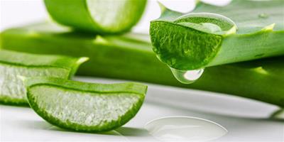 皮膚過敏可以用蘆薈膠嗎 蘆薈膠的護膚功效及作用