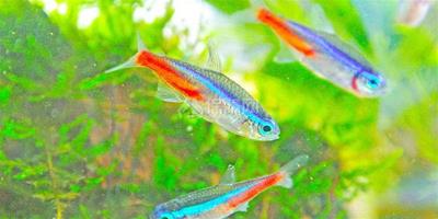 【圖】紅綠燈魚的壽命有多長 該怎樣養殖紅綠燈魚