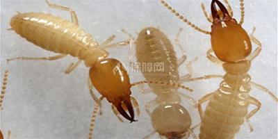 生活小竅門：白蟻怎麼根治 如何去除家中的白蟻