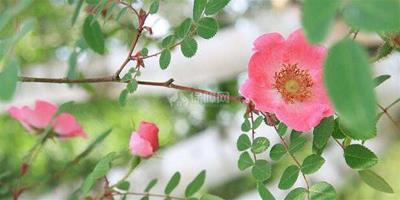 【圖】野玫瑰作用 野玫瑰泡茶