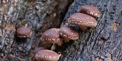 【圖】椴木香菇種植技術 椴木香菇圖片