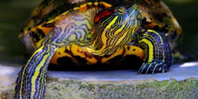 巴西龜怎麼分公母 巴西龜分辨公母方法介紹