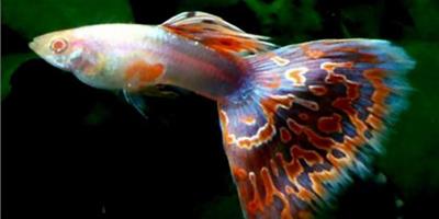 孔雀魚怎麼養 孔雀魚養殖注意事項及孔雀魚繁殖方法