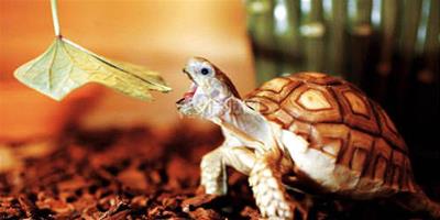 【圖】陸龜種類有哪些 飼養陸龜需要注意什麼