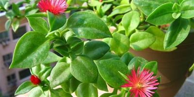 什麼植物吸甲醛最好 吸甲醛最好的植物