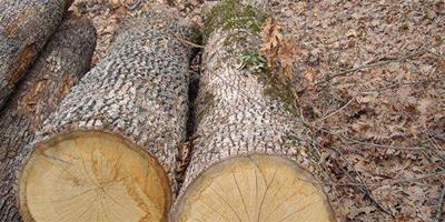 橡膠木和松木哪個貴 橡膠木和松木好用嗎