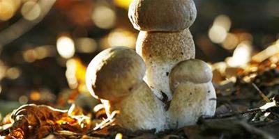 生活小常識：草菇的營養價值 草菇的功效與作用