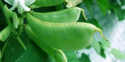 生活小常識：扁豆的營養價值 如何消除扁豆的毒素