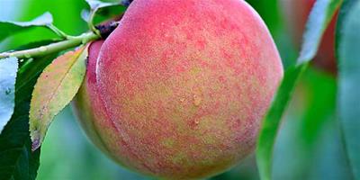 生活小常識：桃子的營養價值 桃子的適用人群