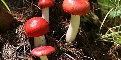 生活小常識：紅菇的營養價值 紅菇的食療作用