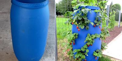 廢舊塑料桶DIY 洗干凈扎一圈洞種草莓