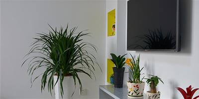 室內的綠化植物如何選擇 掌握2點擺放技巧讓家蓬蓽生輝