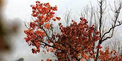 紅葉烏桕的栽培技術以及修建方法介紹