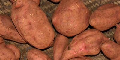 生活小常識：紅薯有什麼營養價值 紅薯怎麼吃