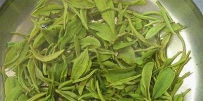 緩解黑眼圈的食物：綠茶最有效