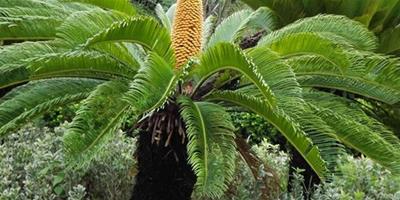 鐵樹開花好不好 鐵樹開花寓意知識詳解