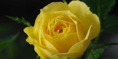 黃玫瑰代表什麼意思 黃玫瑰花語是什麼意思