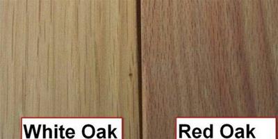 紅橡木與白橡木如何區分
