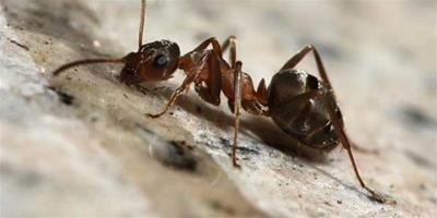 【圖】白蟻和螞蟻的區別