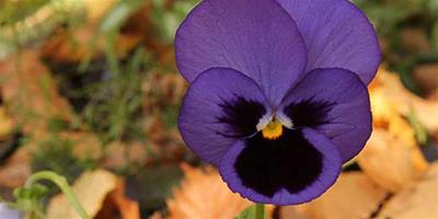 紫羅蘭的品種分類