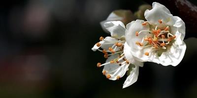 梅花的象徵意義 梅花的特點