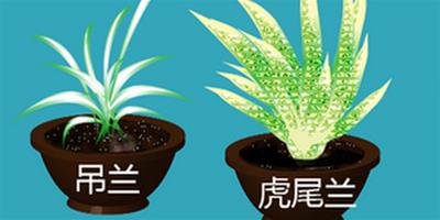 淨化室內空氣的植物有哪些?