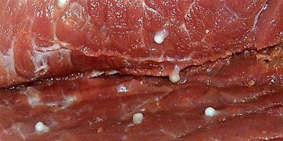 生活小常識：米豬肉是什麼肉？