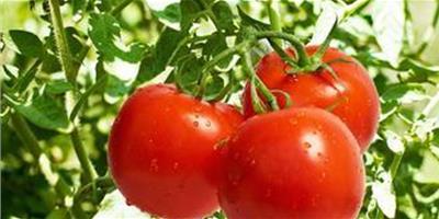 番茄可美容養顏防疲勞的七大功效