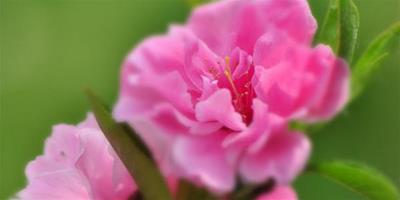 碧桃花什麼時候開 花期多長