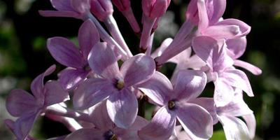 丁香花開是幾月 丁香花什麼時候開