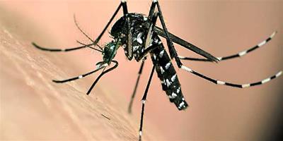 生活小常識：被蚊子咬了怎麼止癢消腫