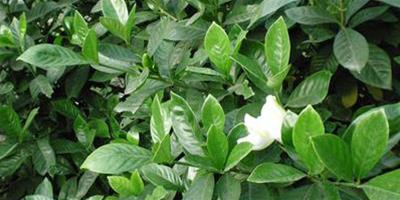 枝枝花怎麼養 枝枝花養殖要點