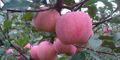 生活小常識：吃蘋果有什麼好處？