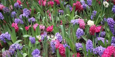 風信子開花後怎麼處理