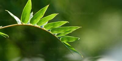 【觀音竹圖片】觀音竹的養殖方法和注意事項