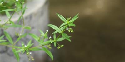 半枝蓮和白花蛇舌草的區別 半枝蓮和白花蛇舌草的特點