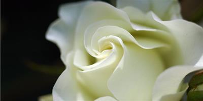 白玫瑰代表什麼意思 花語是什麼