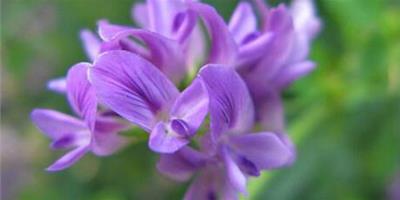 紫花苜蓿草養護技巧