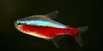 寶蓮燈魚要怎麼養 寶蓮燈魚如何辨雌雄