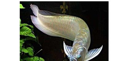 銀龍魚怎麼養 銀龍魚風水注意事項