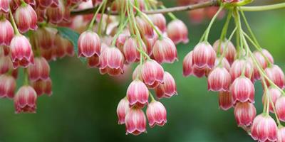 【小鈴蘭花怎麼種】小鈴蘭花怎麼種