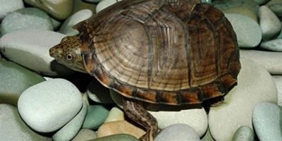 小動物飼養 飼養烏龜的注意事項