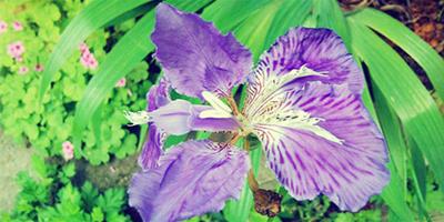 鳶尾花怎麼種？鳶尾花圖片展示