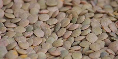 生活小常識：小扁豆的功效與作用 小扁豆的營養價值