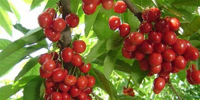 生活小常識：櫻桃的營養價值 櫻桃的功效作用
