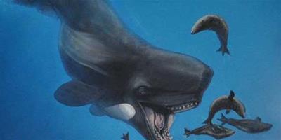 生活小常識：梅爾維爾鯨有多大 梅爾維爾鯨吃什麼