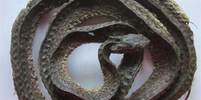 生活小常識：烏梢蛇的功效與作用