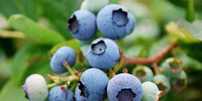 生活小常識：藍莓怎麼洗乾淨 藍莓的挑選方法