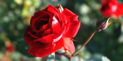 生活小常識：玫瑰和薔薇的區別